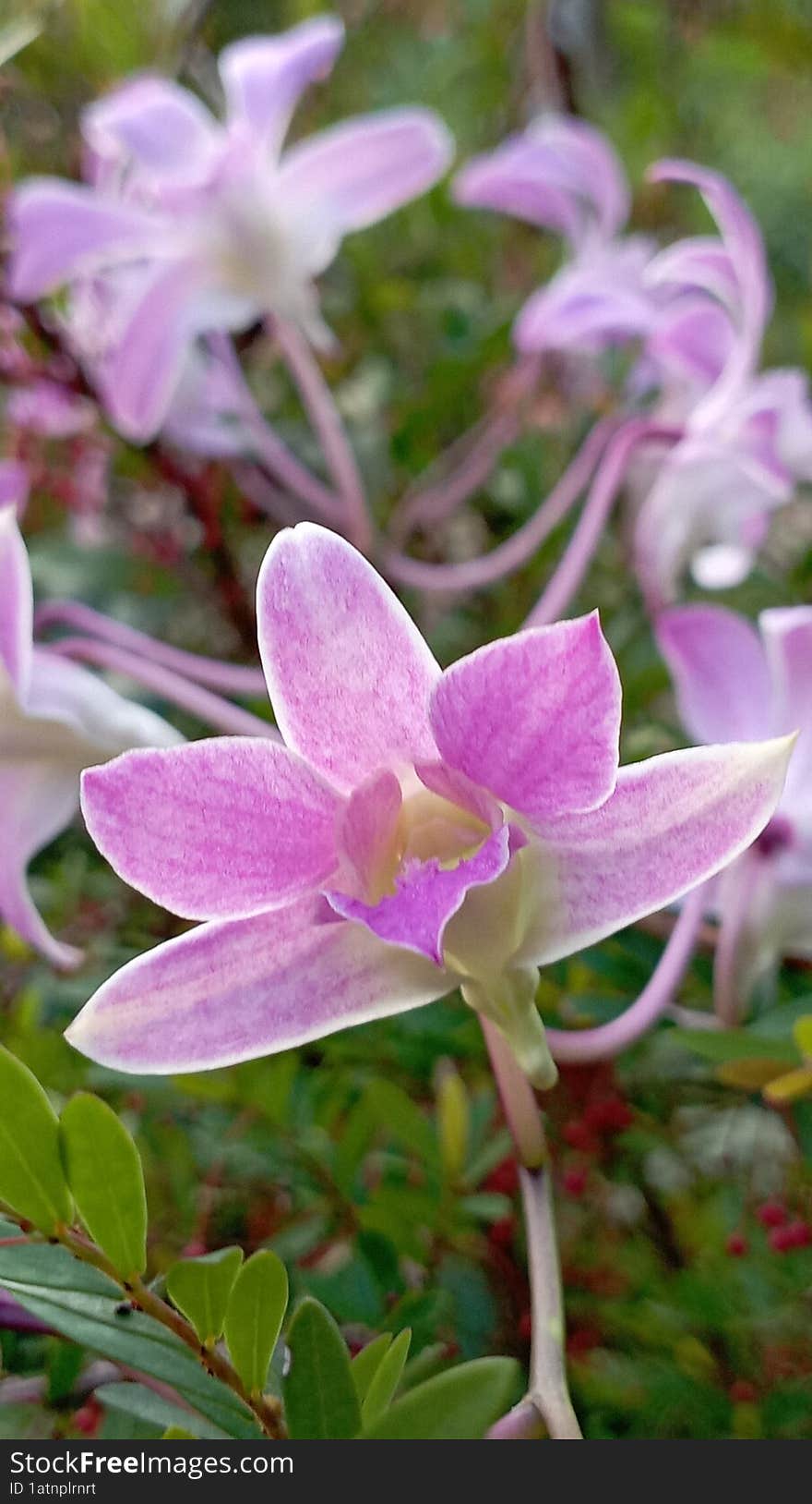 Natural Purple Flowers in morning today