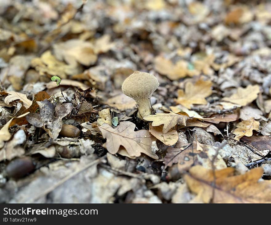 Out to the nature on the weekend activity. Family activity picking mushrooms. Forest with fallen leaves in autumn.