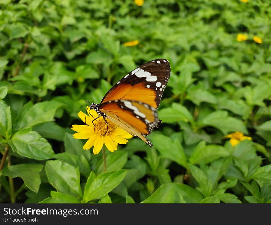 A butterfly sucking nectar from flower. A butterfly sucking nectar from flower