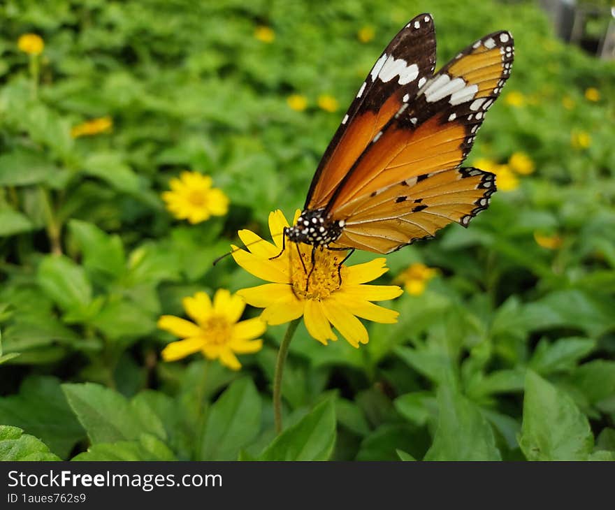 Butterfly On Flower