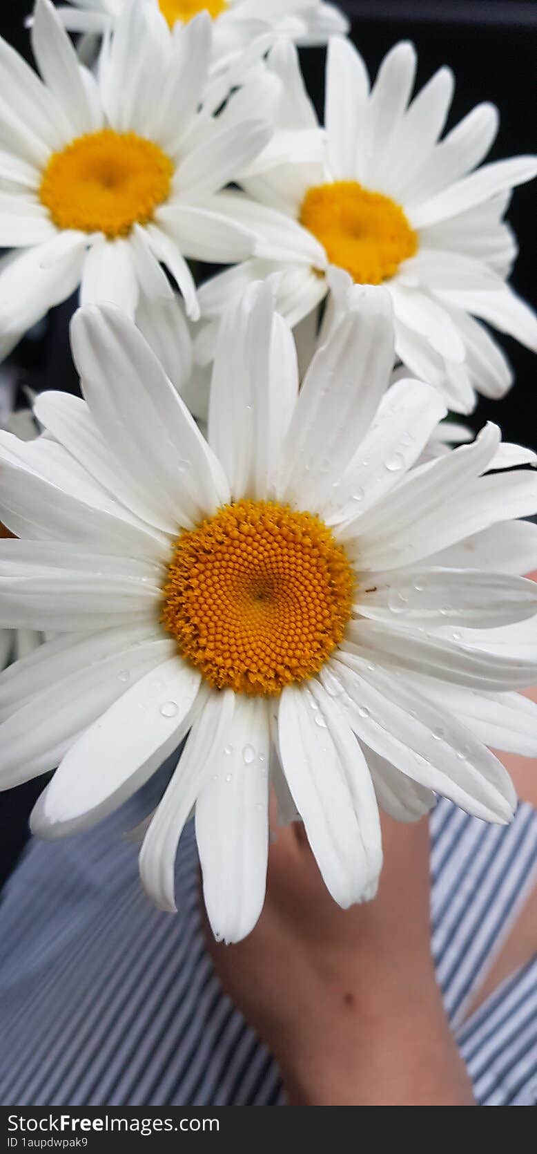 A Bouquet Of Garden Daisies In Dew Drops