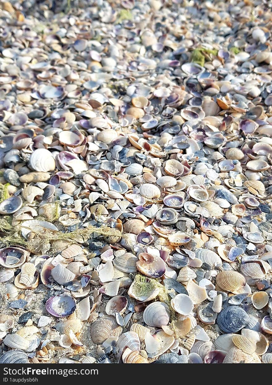 the beach is strewn with small round shells, parts of dry algae. the beach is strewn with small round shells, parts of dry algae