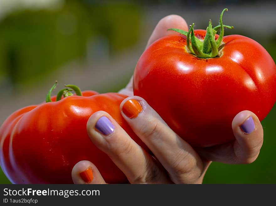 Hand Holding Two Ripe Tomatoes