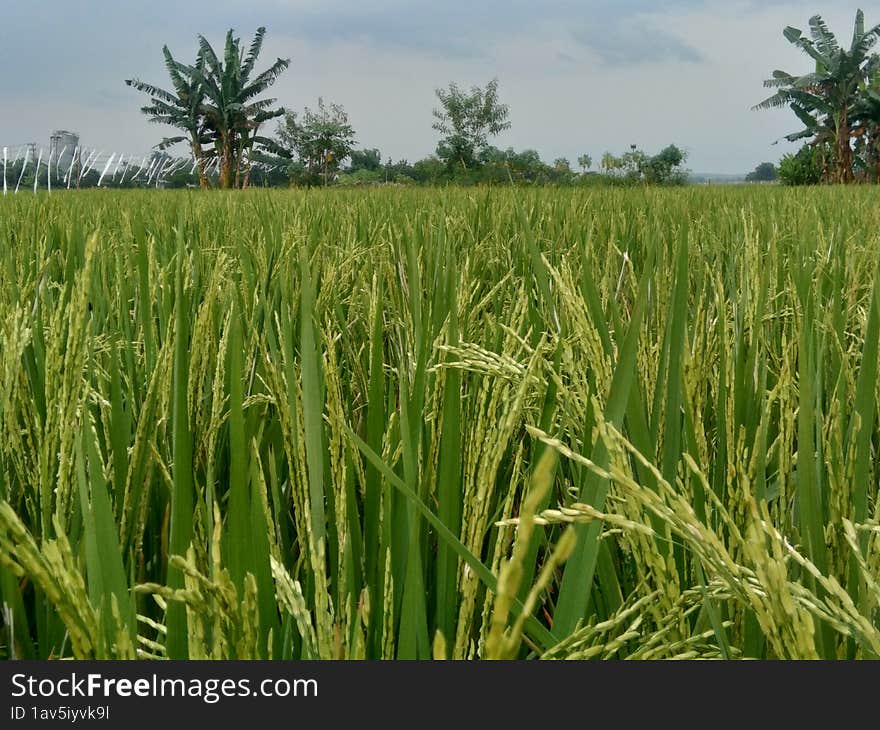 Tradisional Rice field in Indonesia