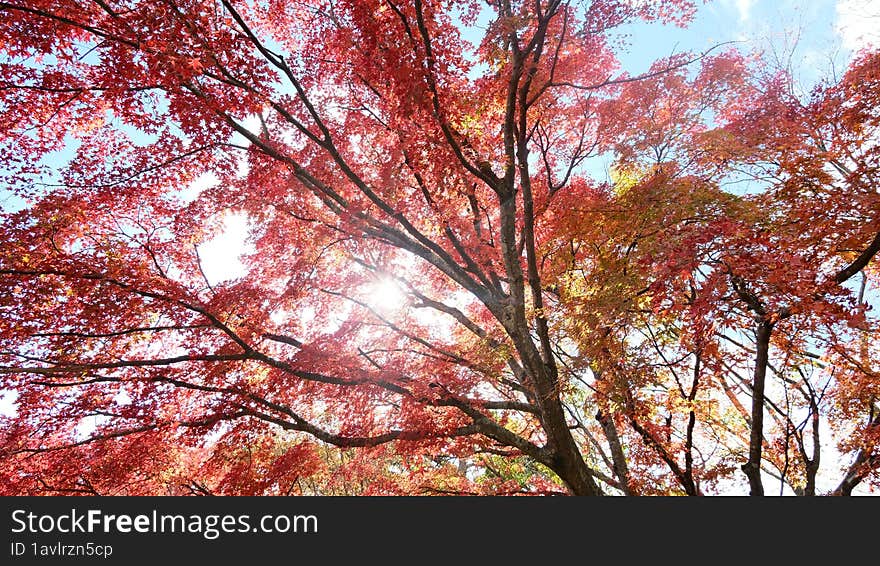 This Maple japan, the leaves turn red in autumn