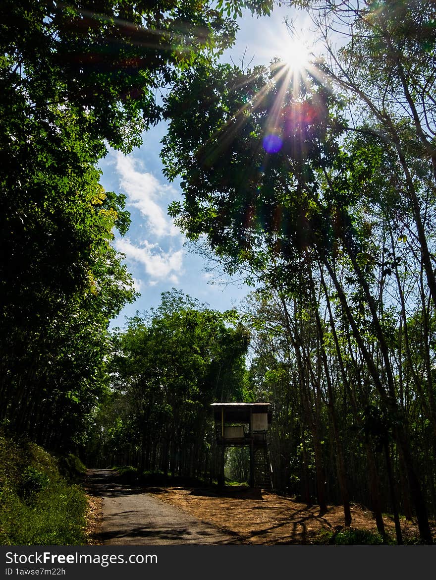 situation in the area of ​​rubber trees