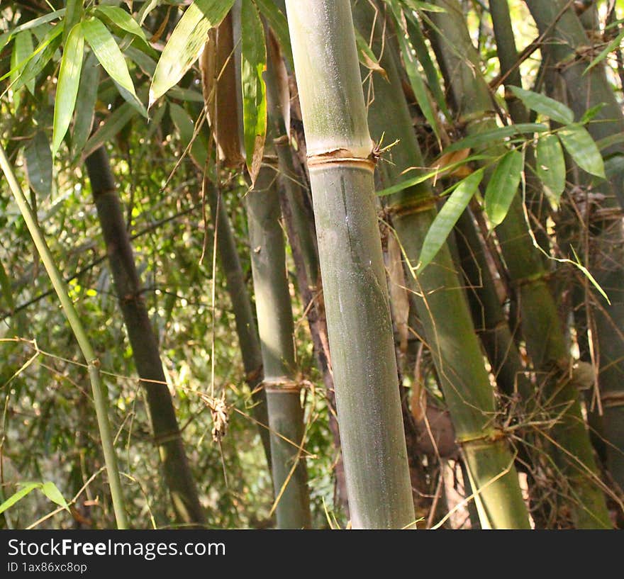 South East Asian Bamboo