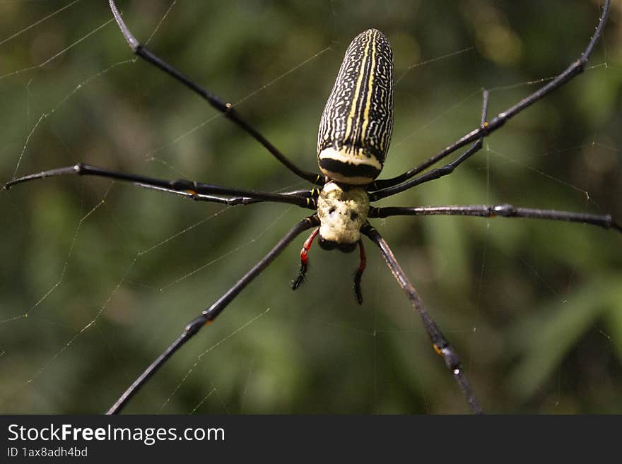 Naphila Pilipes Spider of south East Asia.