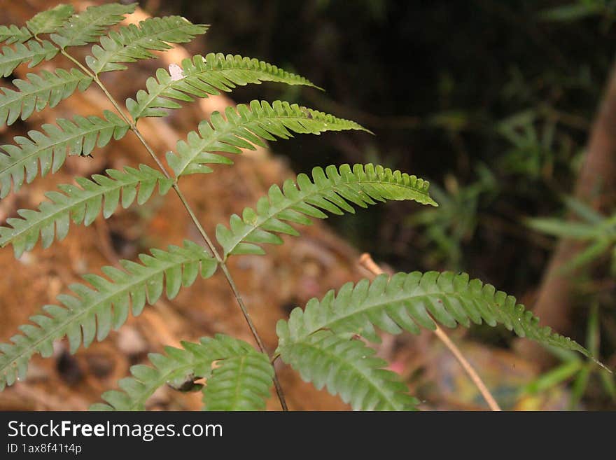 fern, & x28 class Polypodiopsida& x29 , class of nonflowering vascular plants that possess true roots, stems, and complex leaves a