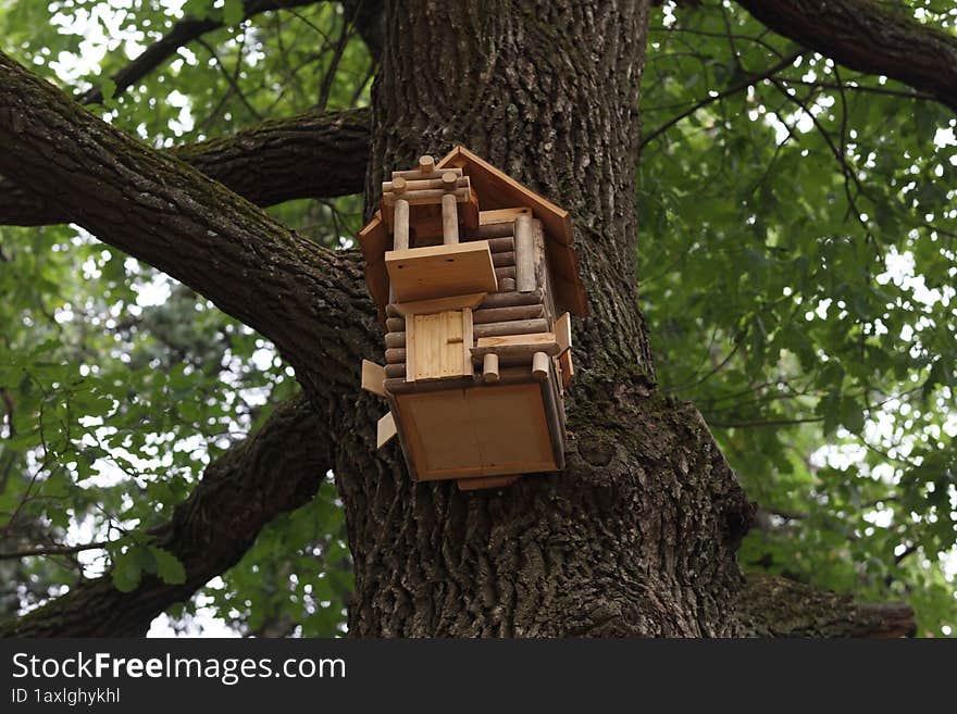 squirrel feeder on thick wood summertime