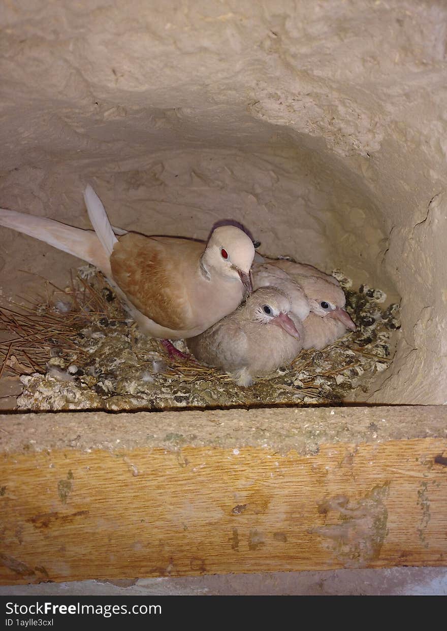 Beautiful dove with her cuties...