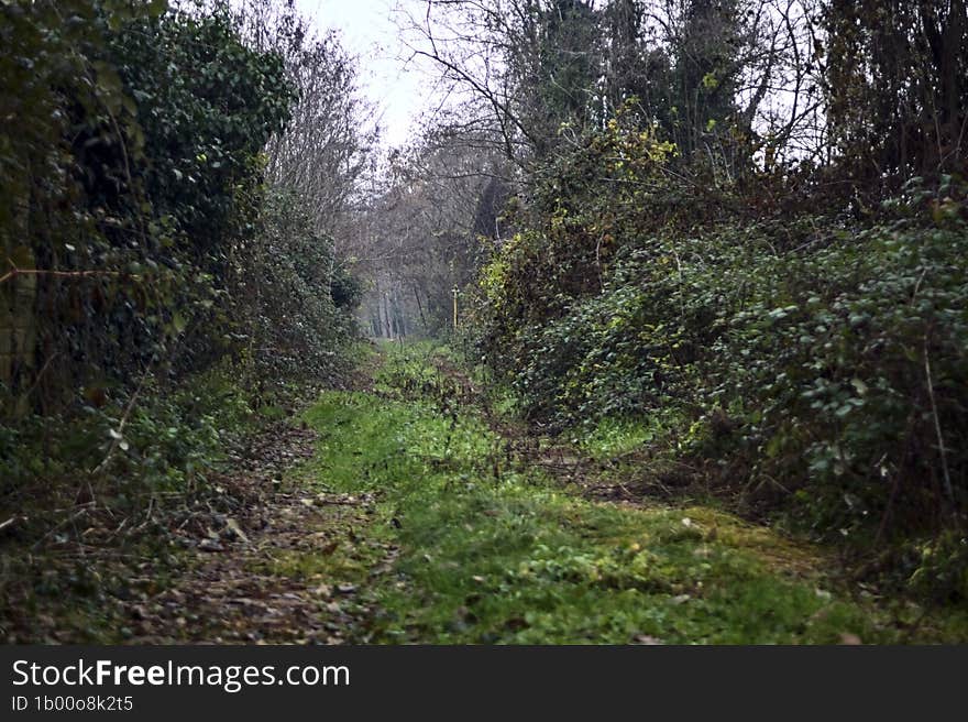 Path covered by foliage bordered by bare trees and a wall with ivy on a cloudy day in winter