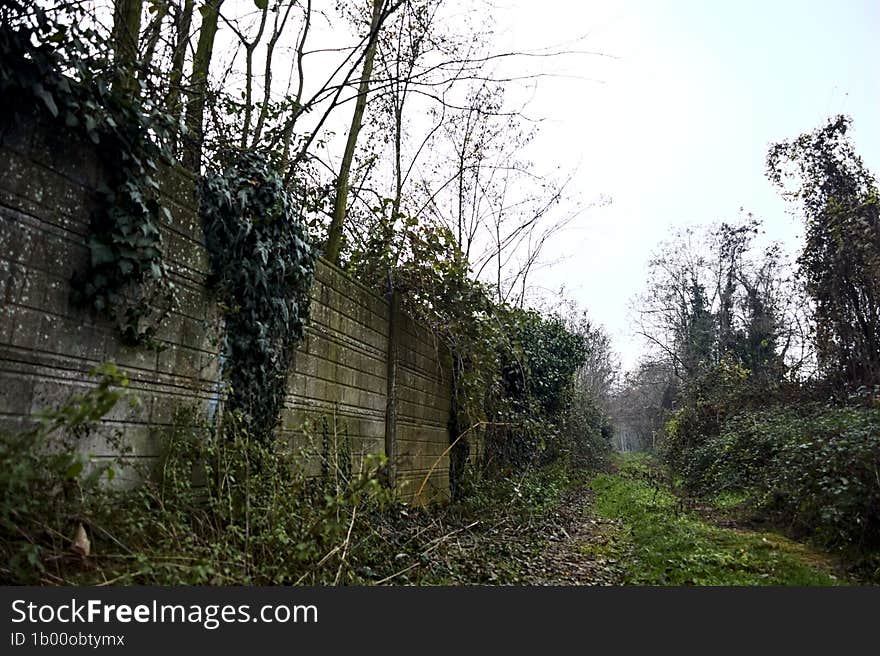 Path covered by foliage bordered by bare trees and a wall with ivy on a cloudy day in winter