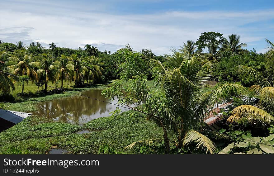 Coconut Trees  Around The Pond