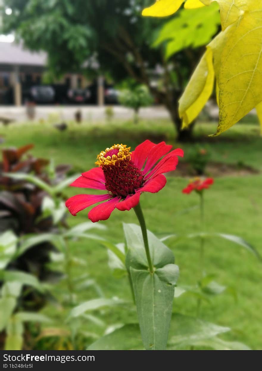 1 Layer Petal Red Zinnia