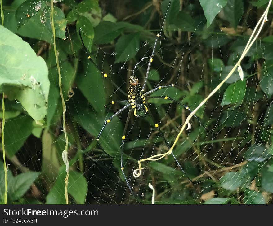 Yellow Garden Spider & x28 Argiope aurantia& x29