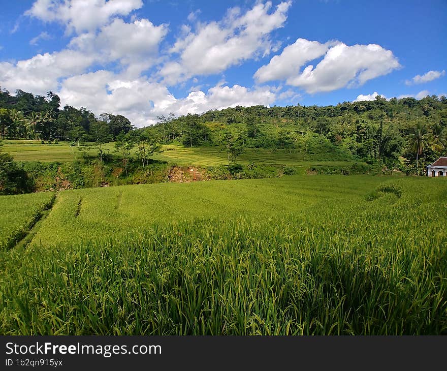 Green Ricefield Under The Blue Sky