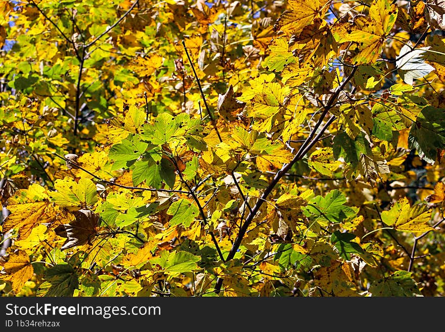 Autumn, the most colorful season of the year. This season dresses the trees in different colors. Autumn, the most colorful season of the year. This season dresses the trees in different colors.