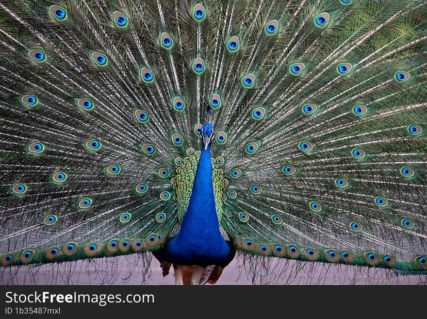 Peacock Dancing Rain Drizziling Cool Weather