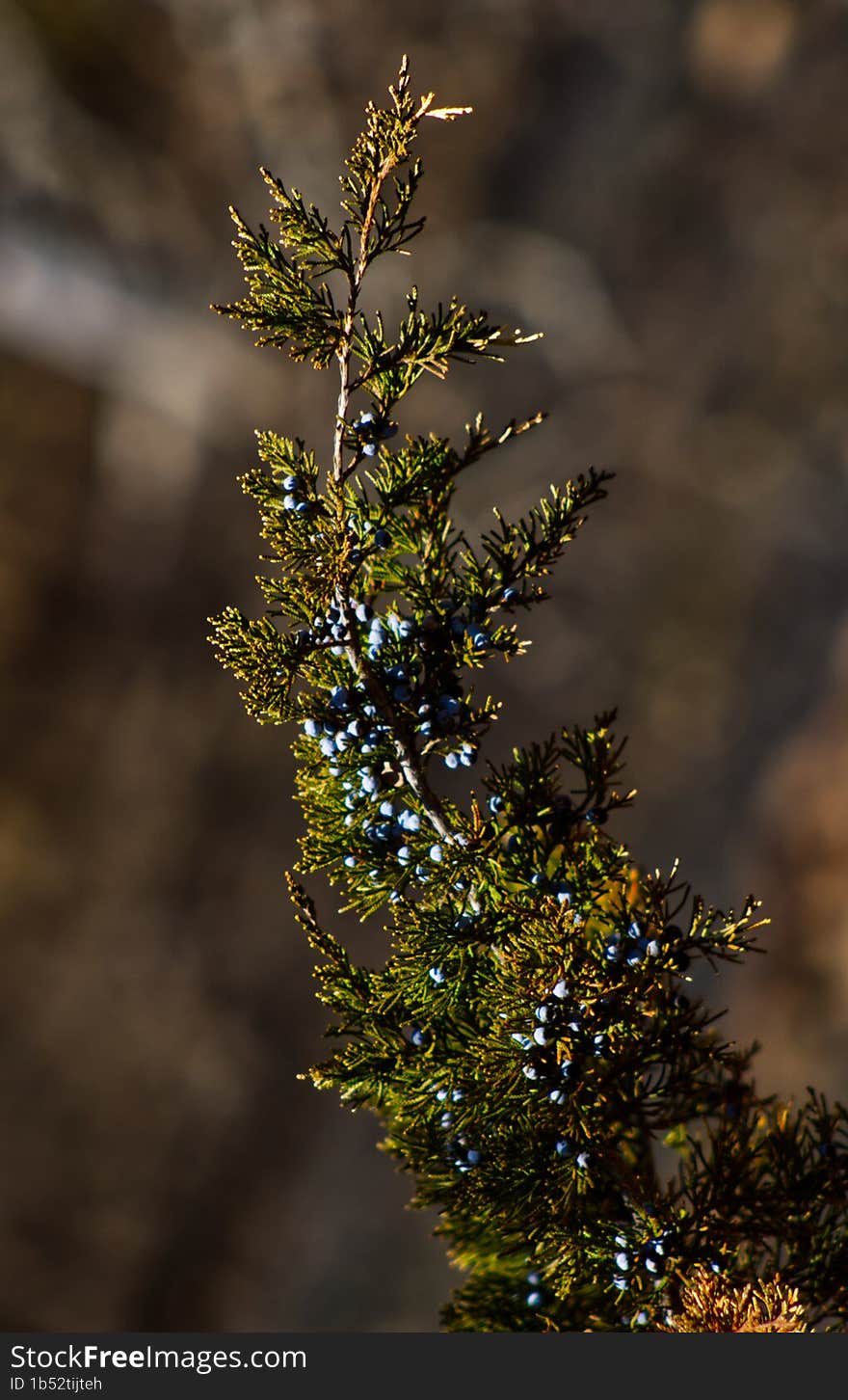 Juniper tree branch.  Beautiful blue berries in the late spring.