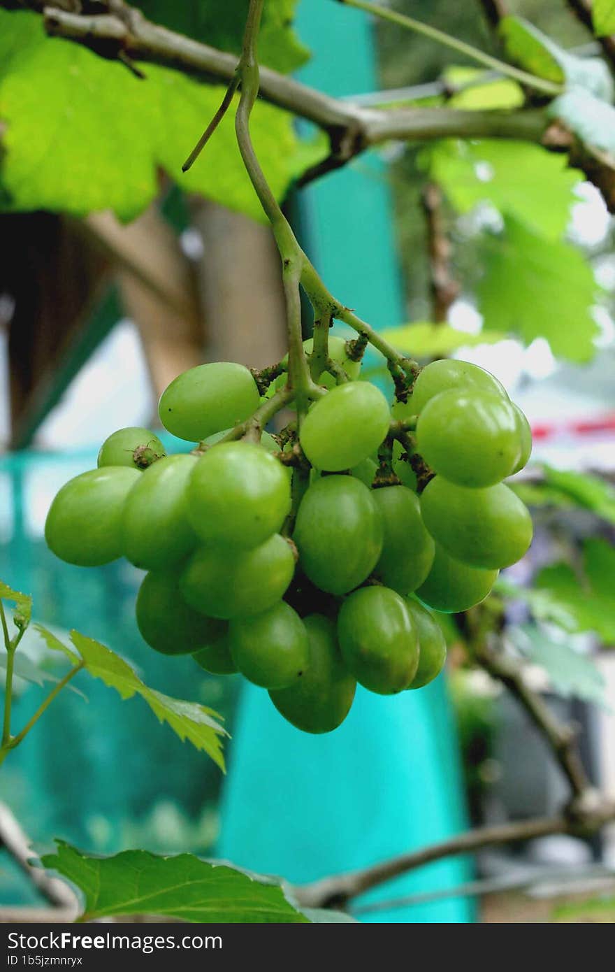 Grapes Are A Very Fertile Plant In Humid Areas