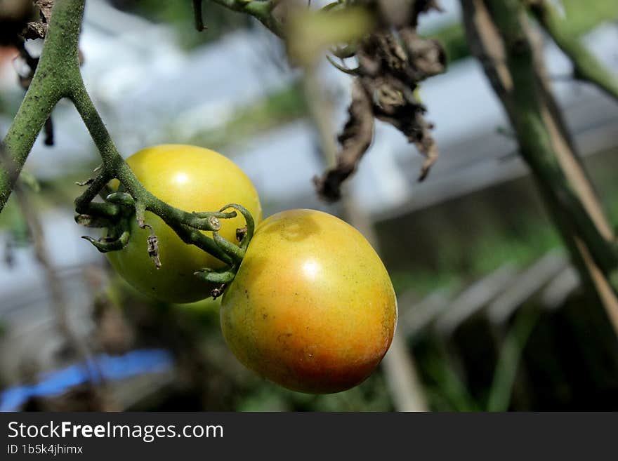 the beautiful color of tomatoes when time is picked again feel the light