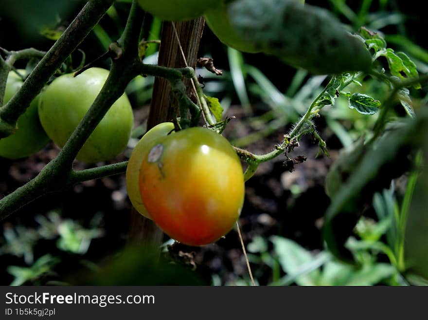 the beauty of tomatoes when they are not yet harvested