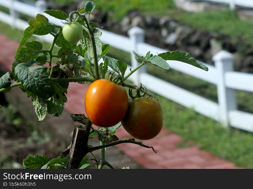 The Yellowish Tomatoes Are Ready To Be Picked With Their Natural Beauty