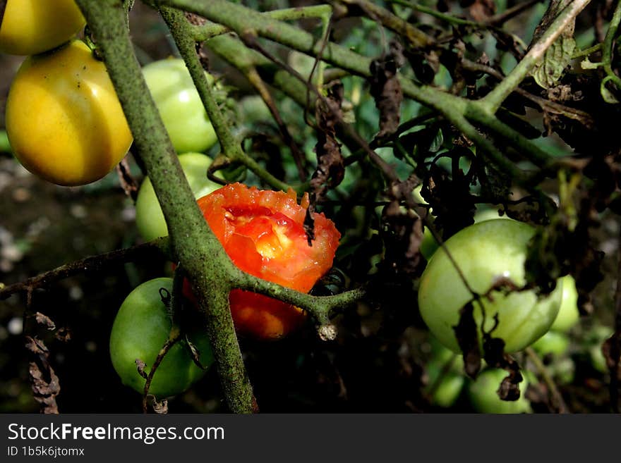 The photo of the tomato has been eaten by birds around the agricultural area