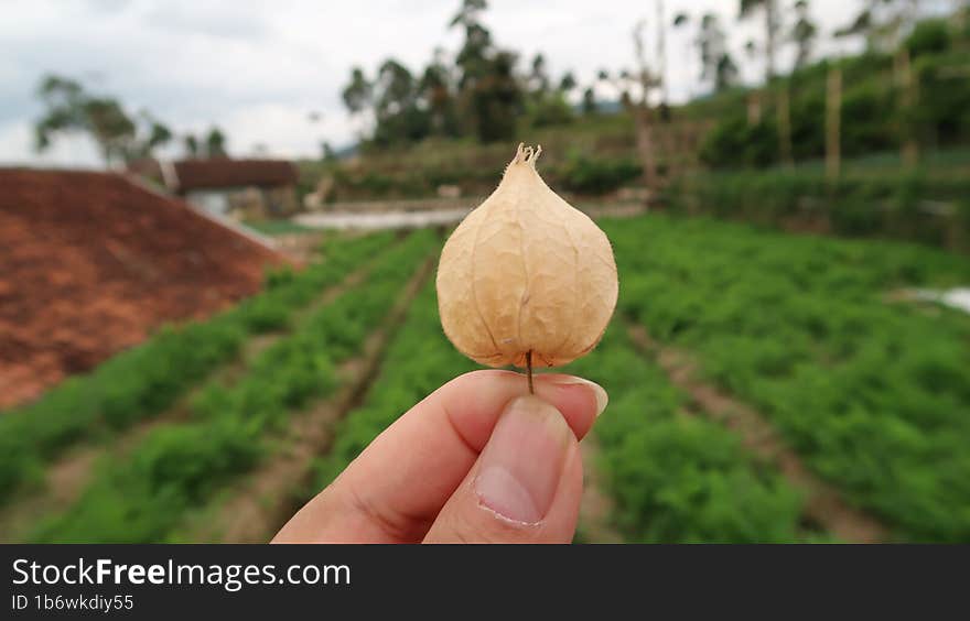 Ciplukan Fruit / Cecenet , a wild plant that grows in the dry fields, dry fields, and around the forest. The Sundanese call it cec