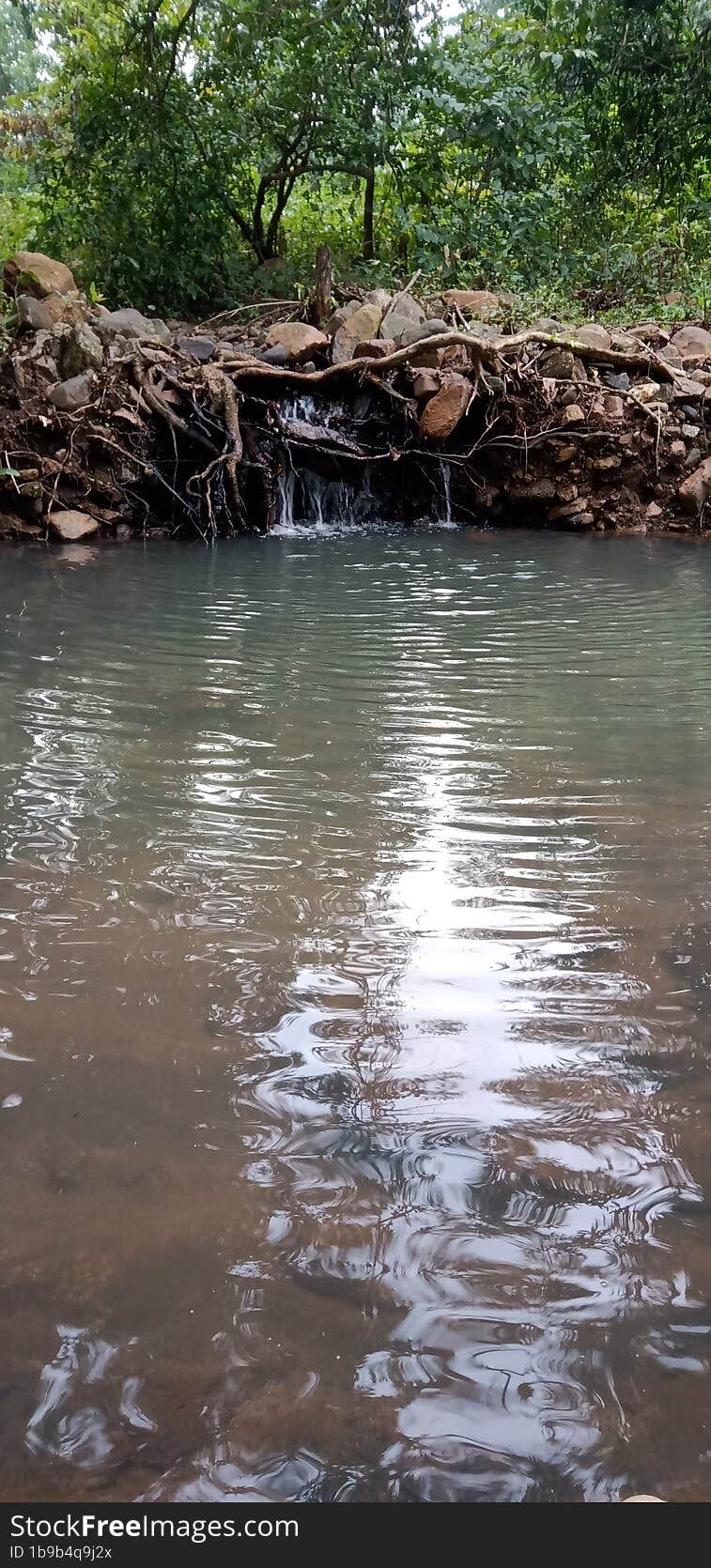 Source Of Water In Forest