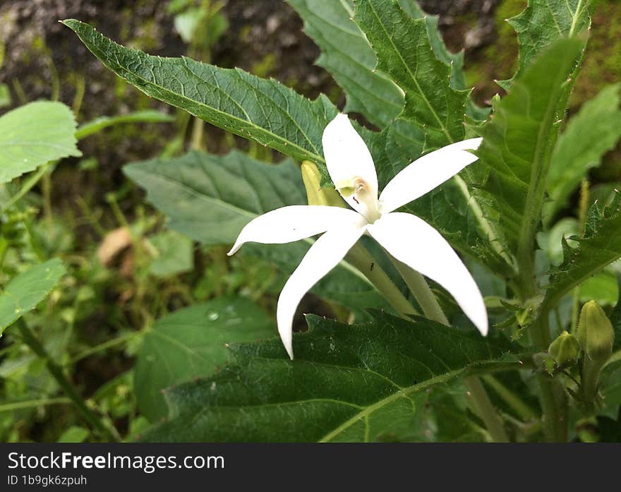 white flower in tropical forest