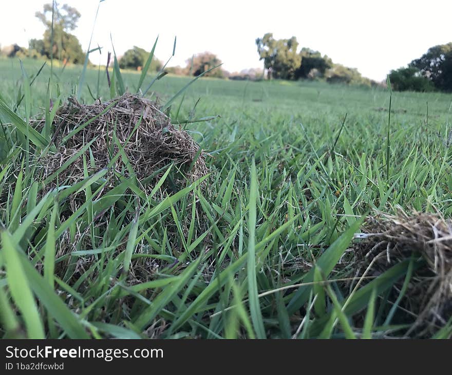 Golf course with tall grass