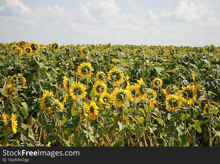 A field of sunflowers with a blue sky