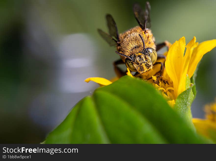 close-up blue banded bee pollinating on blossom yellow flower