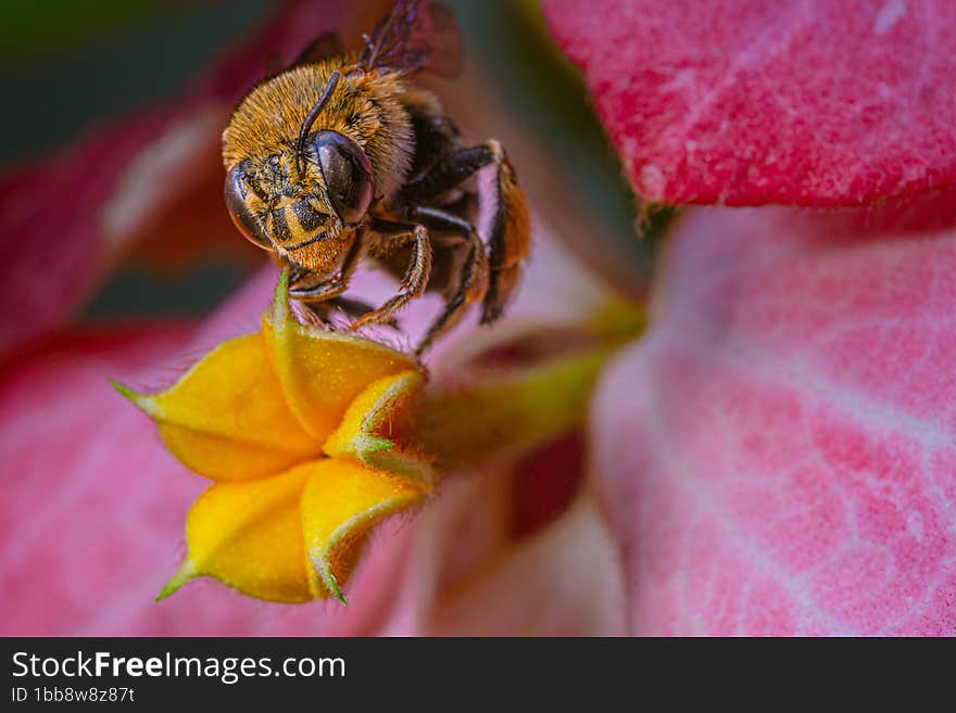 close-up blue banded bee on blossom mussaenda pink flower