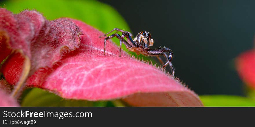 jumping spider on pink leaf mussaenda