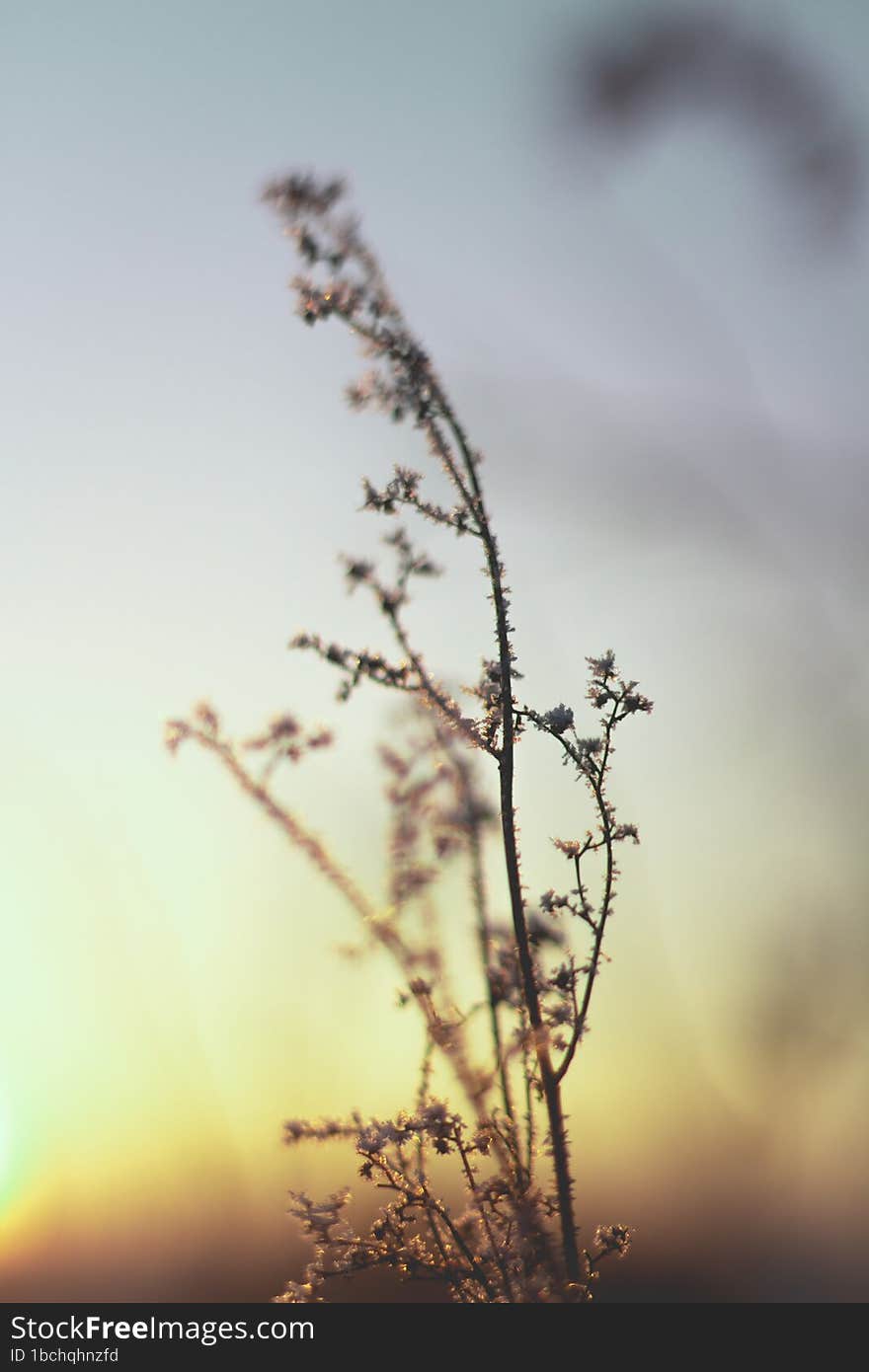 A Flower On A Sunset Background