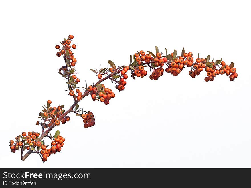 Berries on a firethorn & x28 Pyracantha sp.& x29  tree branch in winter