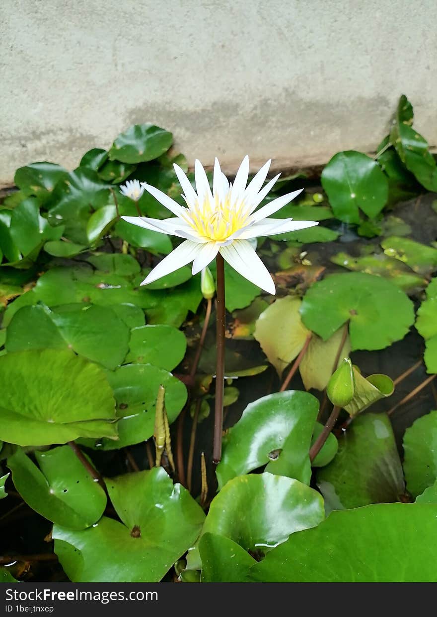 Morning Bloom Sri Lankan Manel Flower