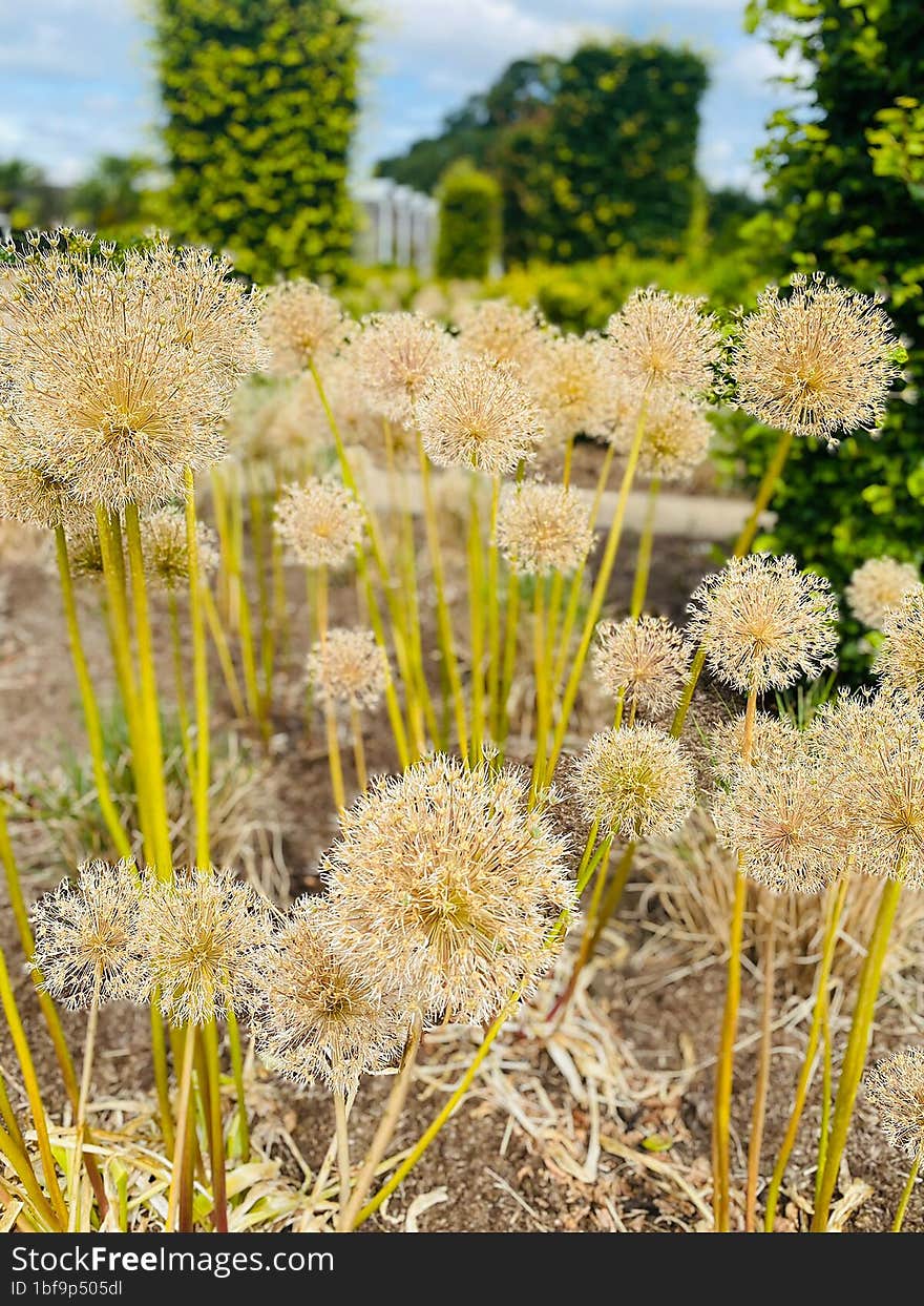 Dandelions in sunny day.