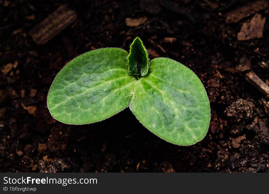 Macro of a small pumpkin seedling