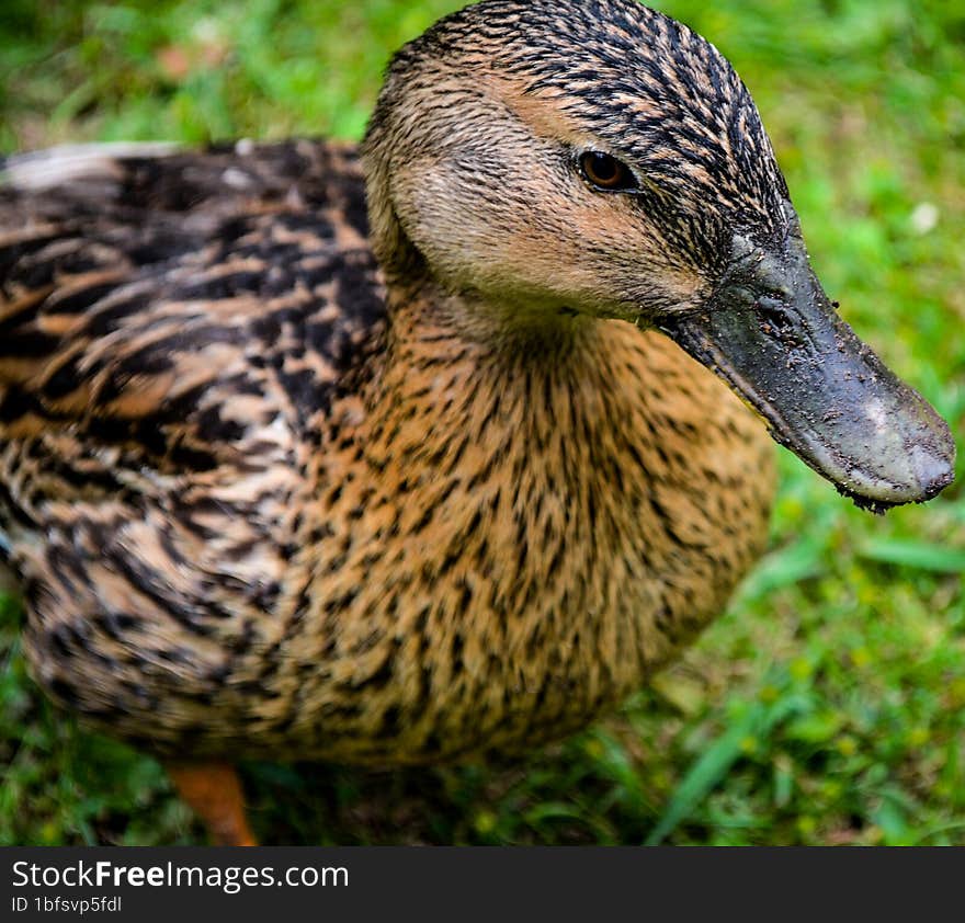 Close up of a Mallard Duck