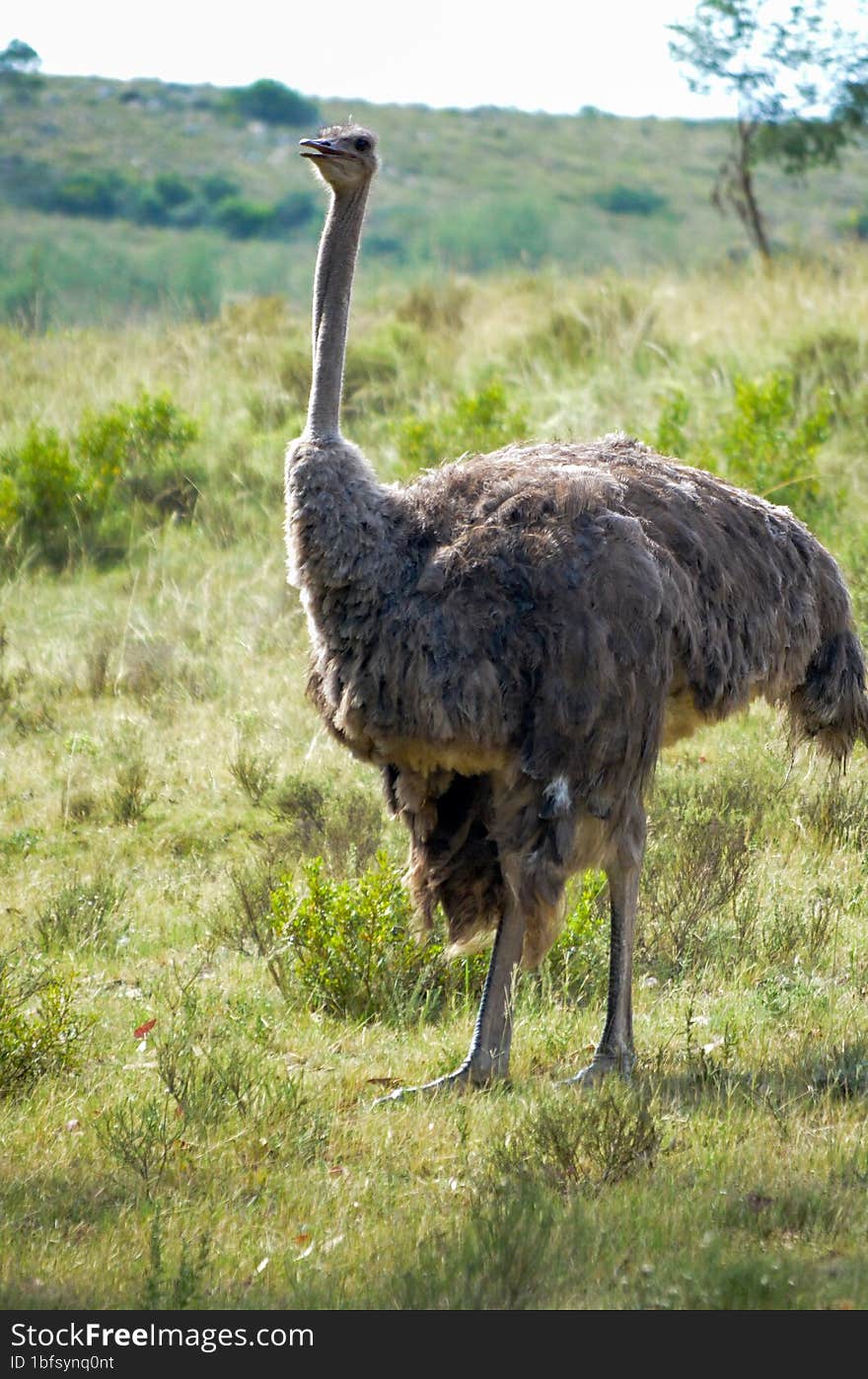 Ostrich out in the field