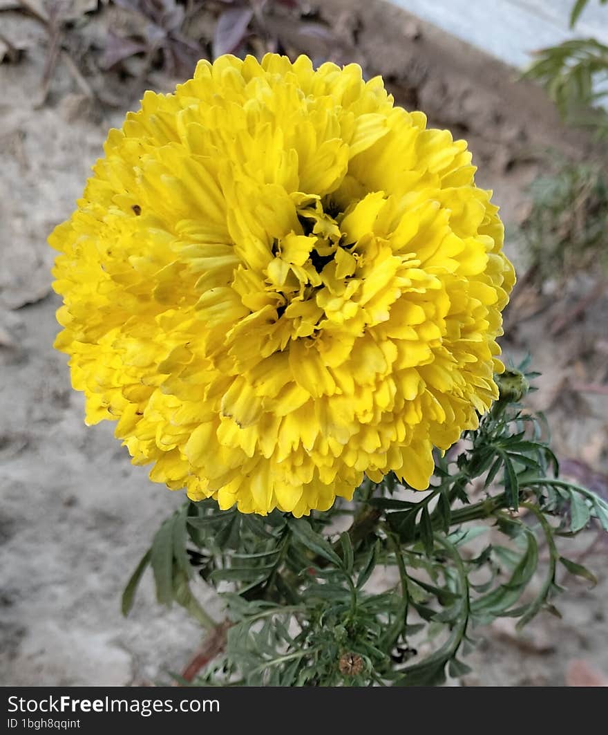 Yellow Flower Full Bloom In A Garden