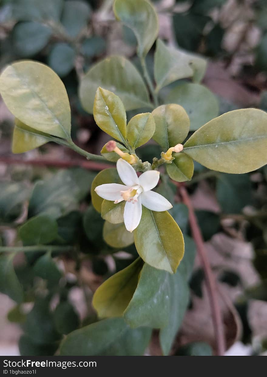 Here Is A Beautiful White Flower With Leafs