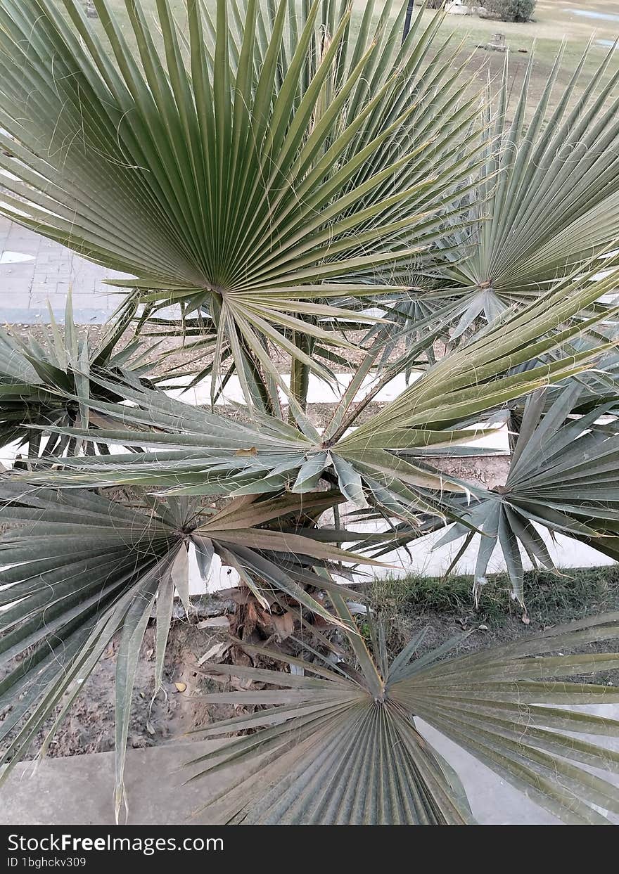 A Tree Of Dates In A Garden