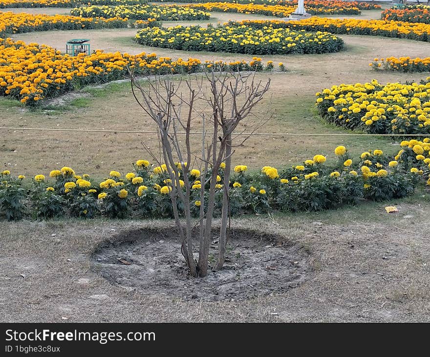 Here is some beautiful flowers in a garden