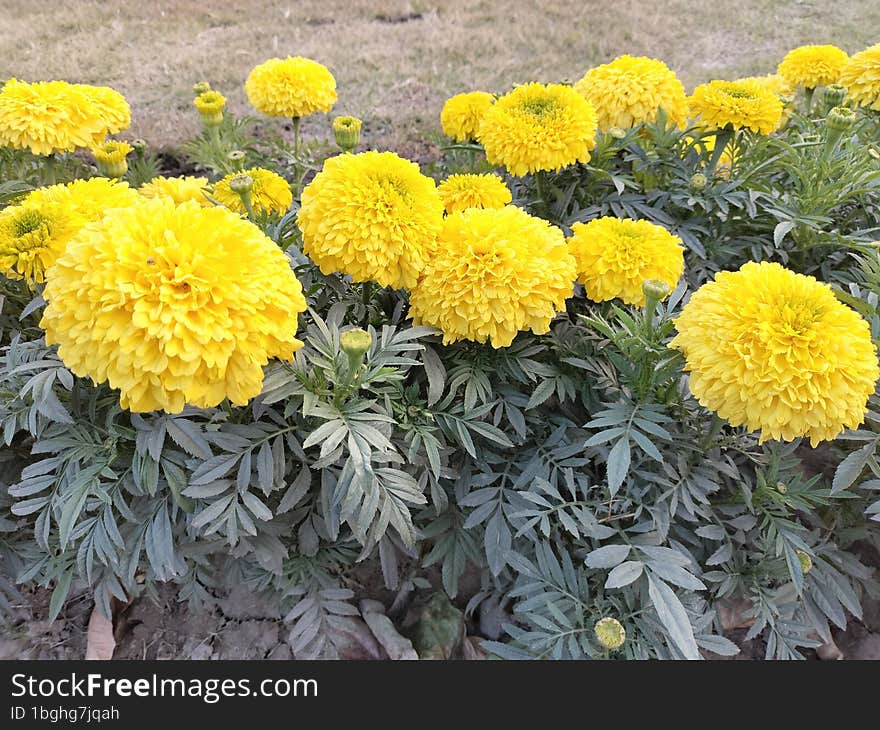 Yellow flowers with leafs in garden