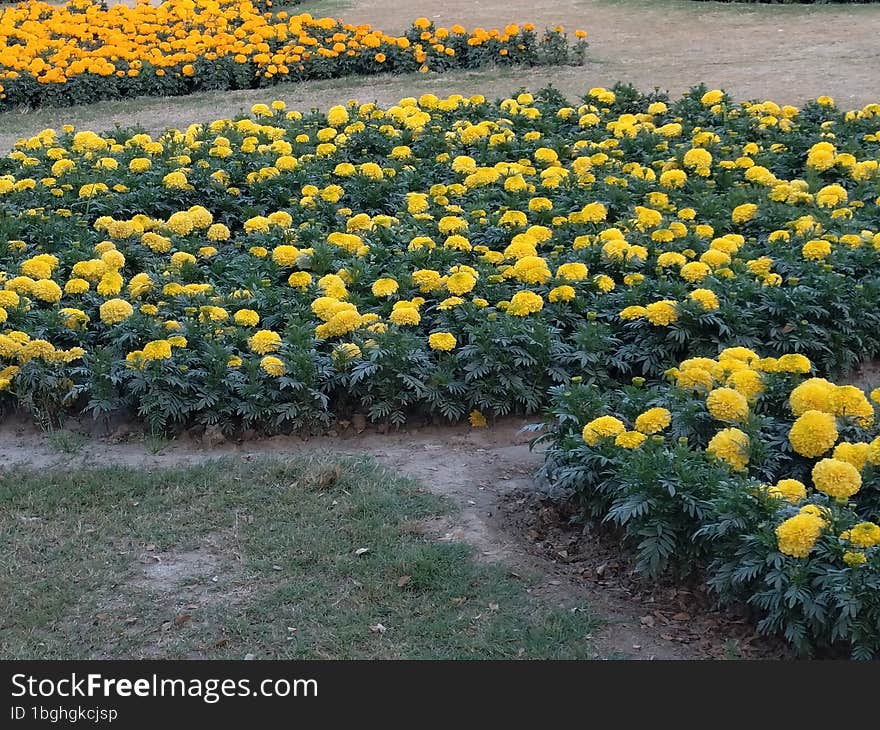 A beautiful flowers view in garden